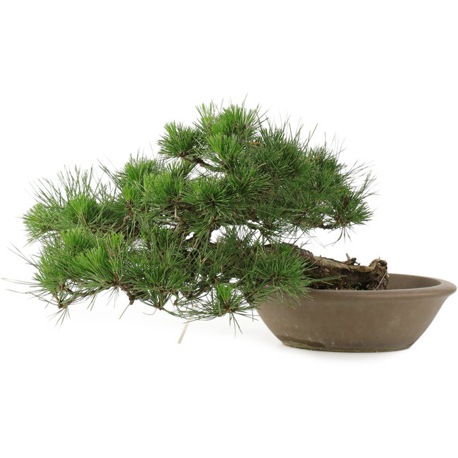 Pinus Thunbergii, 28 cm, ± 30 Jahre alt