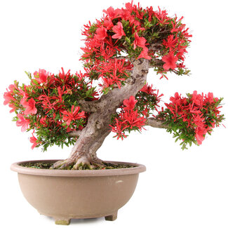 Rhododendron indicum Kinsai, 54 cm, ± 30 anni
