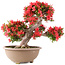 Rhododendron indicum Kinsai, 54 cm, ± 30 ans