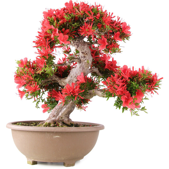 Rhododendron indicum Kinsai, 54 cm, ± 30 years old