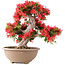 Rhododendron indicum Kinsai, 54 cm, ± 30 jaar oud