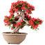 Rhododendron indicum Kinsai, 54 cm, ± 30 jaar oud