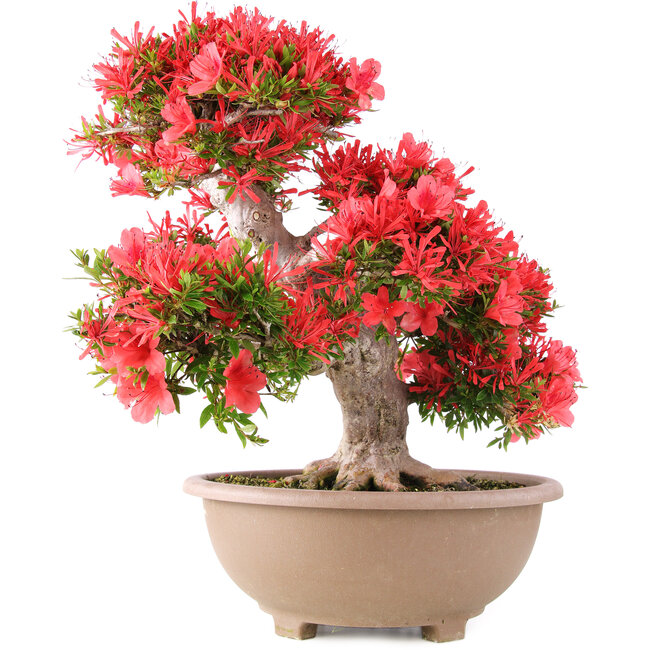 Rhododendron indicum Kinsai, 54 cm, ± 30 years old