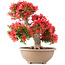 Rhododendron indicum Kinsai, 54 cm, ± 30 Jahre alt