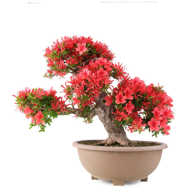 Rhododendron indicum Kinsai, 54 cm, ± 30 years old