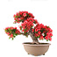 Rhododendron indicum Kinsai, 54 cm, ± 30 jaar oud
