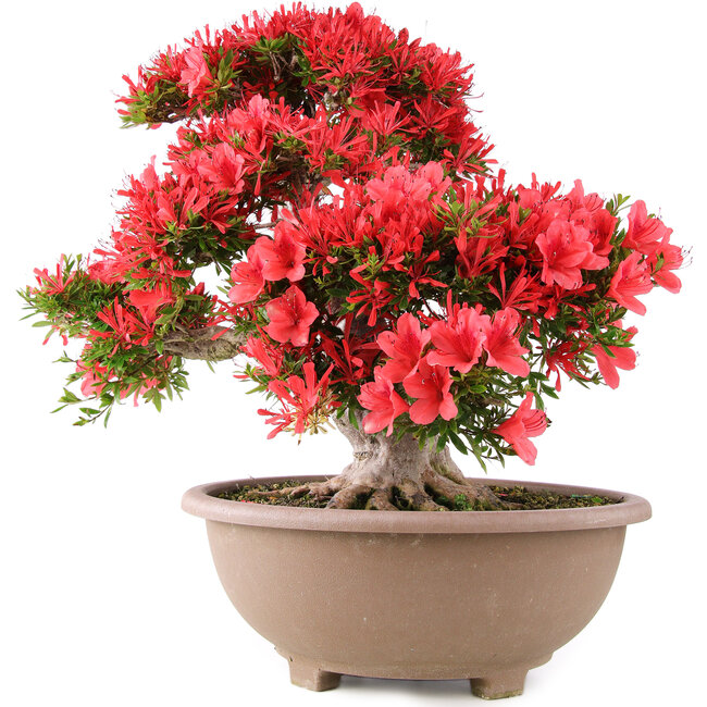 Rhododendron indicum Kinsai, 54 cm, ± 30 Jahre alt