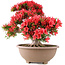Rhododendron indicum Kinsai, 54 cm, ± 30 anni