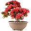 Rhododendron indicum Kinsai, 54 cm, ± 30 jaar oud