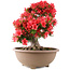 Rhododendron indicum Kinsai, 54 cm, ± 30 jaar oud