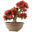 Rhododendron indicum Kinsai, 54 cm, ± 30 ans