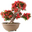 Rhododendron indicum Kinsai, 54 cm, ± 30 Jahre alt