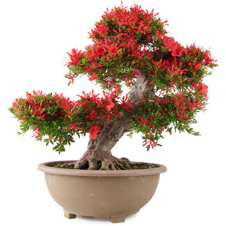 Rhododendron indicum Kinsai, 56 cm, ± 30 Jahre alt