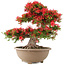 Rhododendron indicum Kinsai, 56 cm, ± 30 Jahre alt