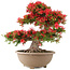 Rhododendron indicum Kinsai, 56 cm, ± 30 years old