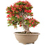 Rhododendron indicum Kinsai, 56 cm, ± 30 years old