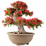 Rhododendron indicum Kinsai, 56 cm, ± 30 years old