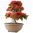 Rhododendron indicum Kinsai, 56 cm, ± 30 Jahre alt