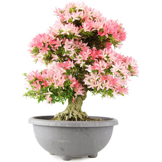 Rhododendron indicum Saiko, 56,5 cm, ± 15 Jahre alt