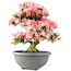 Rhododendron indicum Saiko, 56,5 cm, ± 15 years old