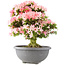 Rhododendron indicum Saiko, 56,5 cm, ± 15 ans