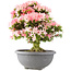 Rhododendron indicum Saiko, 56,5 cm, ± 15 Jahre alt