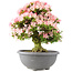 Rhododendron indicum Saiko, 56,5 cm, ± 15 ans