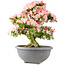 Rhododendron indicum Saiko, 56,5 cm, ± 15 years old