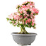 Rhododendron indicum Saiko, 56,5 cm, ± 15 anni