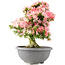 Rhododendron indicum Saiko, 56,5 cm, ± 15 jaar oud