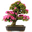 Rhododendron indicum Osakazuki, 69 cm, ± 30 jaar oud