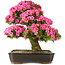 Rhododendron indicum Osakazuki, 69 cm, ± 30 jaar oud
