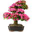 Rhododendron indicum Osakazuki, 69 cm, ± 30 anni