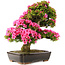 Rhododendron indicum Osakazuki, 69 cm, ± 30 Jahre alt