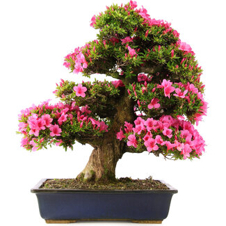 Rhododendron indicum Osakazuki, 70 cm, ± 30 Jahre alt