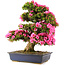 Rhododendron indicum Osakazuki, 70 cm, ± 30 Jahre alt