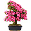 Rhododendron indicum Osakazuki, 70 cm, ± 30 Jahre alt