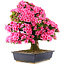 Rhododendron indicum Osakazuki, 70 cm, ± 30 Jahre alt