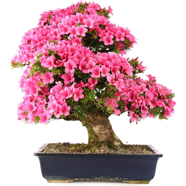 Rhododendron indicum Osakazuki, 70 cm, ± 30 Jahre alt