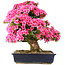 Rhododendron indicum Osakazuki, 70 cm, ± 30 Jahre alt