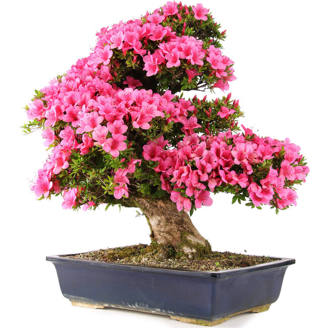 Rhododendron indicum Osakazuki, 70 cm, ± 30 years old