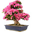 Rhododendron indicum Osakazuki, 70 cm, ± 30 Jahre alt