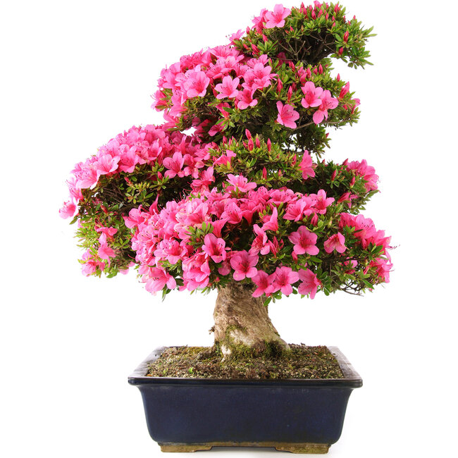 Rhododendron indicum Osakazuki, 70 cm, ± 30 ans