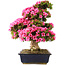 Rhododendron indicum Osakazuki, 70 cm, ± 30 jaar oud