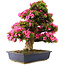 Rhododendron indicum Osakazuki, 70 cm, ± 30 jaar oud