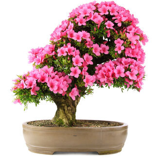 Rhododendron indicum Osakazuki, 66,5 cm, ± 30 Jahre alt