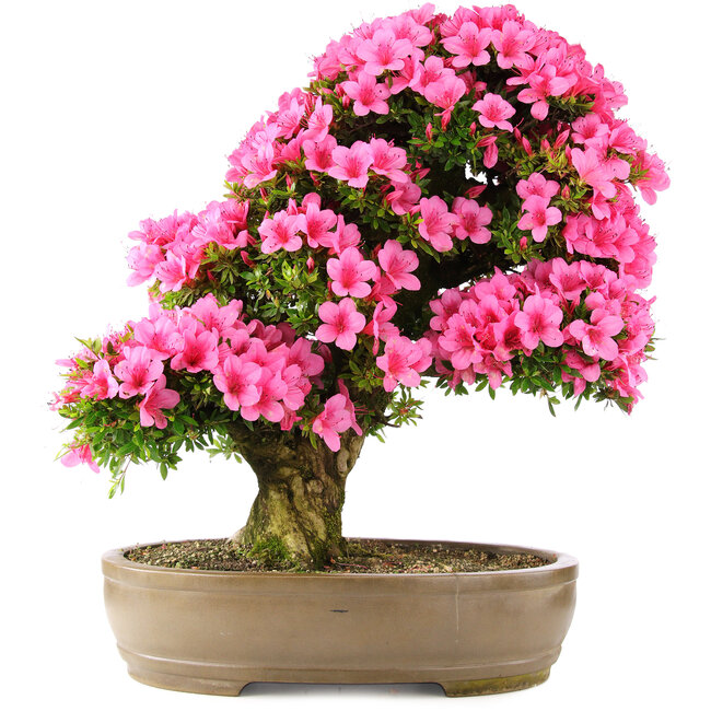 Rhododendron indicum Osakazuki, 66,5 cm, ± 30 ans, dans un pot avec une fissure