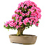 Rhododendron indicum Osakazuki, 66,5 cm, ± 30 ans, dans un pot avec une fissure