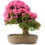 Rhododendron indicum Osakazuki, 66,5 cm, ± 30 anni, in un vaso con una fessura