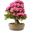 Rhododendron indicum Osakazuki, 66,5 cm, ± 30 ans, dans un pot avec une fissure